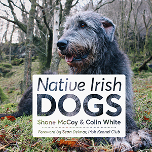 native-irish-dogs