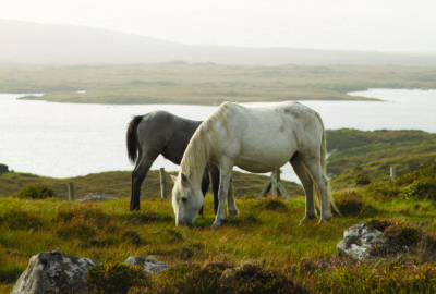 carna-pony-foal