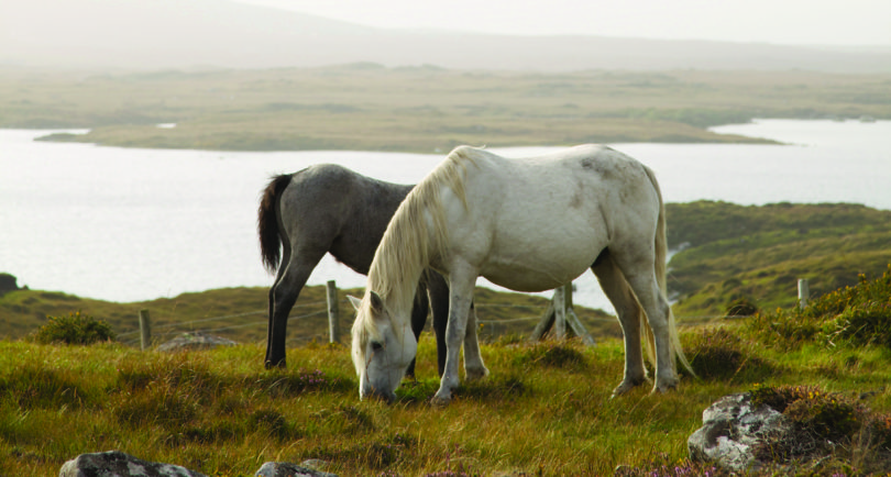 carna-pony-foal