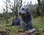 Picture of an Irish Wolfhound