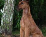 Picture of an Irish Terrier
