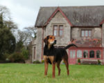 Picture of a Kerry Beagle