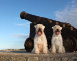 Picture of an Irish Soft-Coated Wheaten Terrier