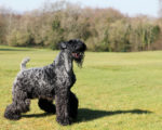 Picture of a Kerry Blue Terrier