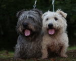 Picture of two Irish Glen of Imaal Terriers