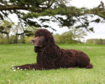 Picture of an Irish Water Spaniel