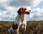 Picture of an Irish Red and White Setter