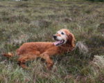 Picture of an Irish Red Setter