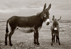 Black and white photo of two donkeys