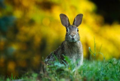 spring-rabbit