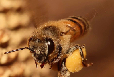 It's Earth Day! Let's read up on bees and their swarming ways!