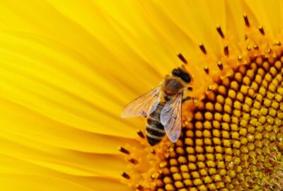 Five facts about bees!